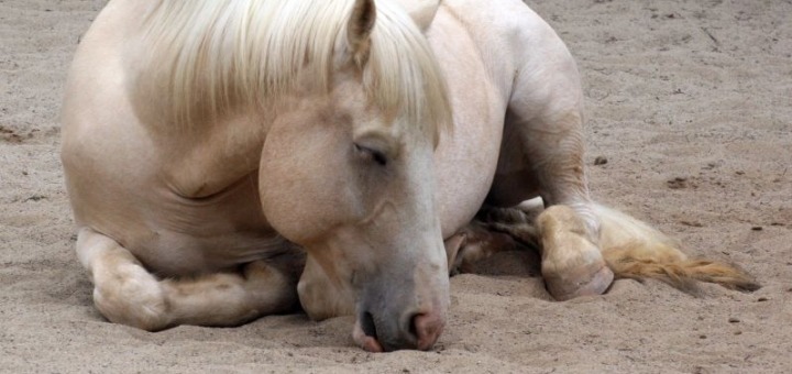 Digital health voor paarden: NightCheck meet beweging en slaap